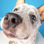 Profile picture of Ripper